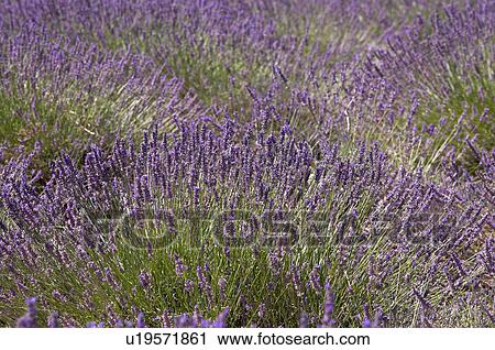 Stock Image - Lavender Field, France, Plateau De Valensole, Provence-Alpes-Cote d'Azur. Fotosearch