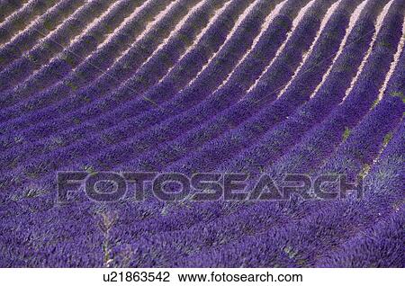 Stock Image - Lavender Field, France, Plateau De Valensole, Provence-Alpes-Cote d'Azur. Fotosearch