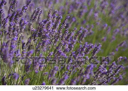 Lavender Field, France, Plateau De Valensole, Provence-Alpes-Cote d'Azur View Large Photo Image Stock Image - Lavender Field, France, Plateau De Valensole, Provence-Alpes-Cote d'Azur. Fotosearch
