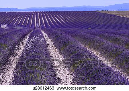 Stock Image - Lavender Field, France, Plateau De Valensole, Provence-Alpes-Cote d'Azur. Fotosearch