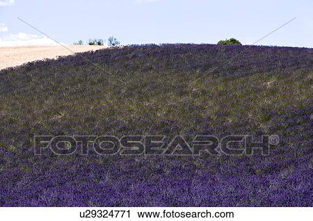 Stock Image - Lavender Field, France, Plateau De Valensole, Provence-Alpes-Cote d'Azur. Fotosearch