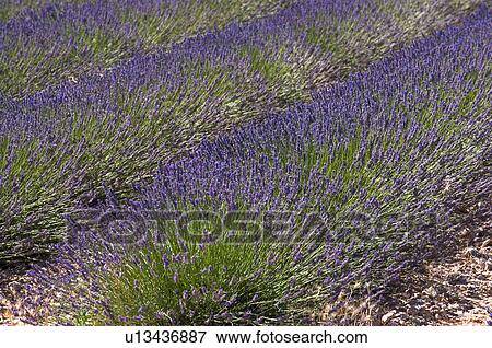 Lavender Field, France, Plateau De Valensole, Provence-Alpes-Cote d'Azur View Large Photo Image Stock Photo - Lavender Field, France, Plateau De Valensole, Provence-Alpes-Cote d'Azur. Fotosearch