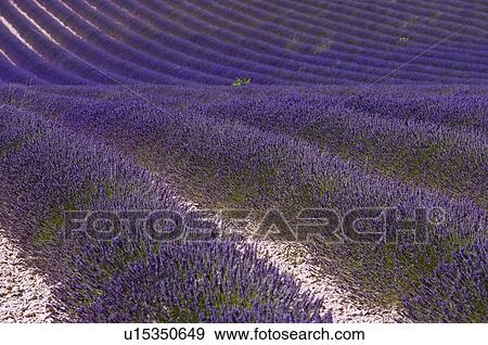 Stock Photo - Lavender Field, France, Plateau De Valensole, Provence-Alpes-Cote d'Azur. Fotosearch
