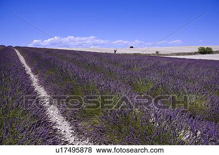Stock Photo - Lavender Field, France, Plateau De Valensole, Provence-Alpes-Cote d'Azur. Fotosearch