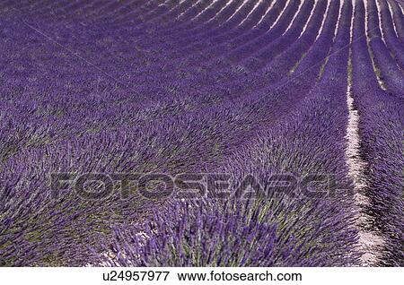 Lavender Field, France, Plateau De Valensole, Provence-Alpes-Cote d'Azur View Large Photo Image Stock Photo - Lavender Field, France, Plateau De Valensole, Provence-Alpes-Cote d'Azur. Fotosearch
