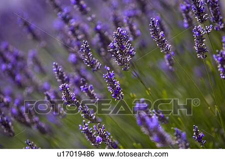 Lavender Field, France, Plateau De Valensole, Provence-Alpes-Cote d'Azur View Large Photo Image Stock Photograph - Lavender Field, France, Plateau De Valensole, Provence-Alpes-Cote d'Azur. Fotosearch