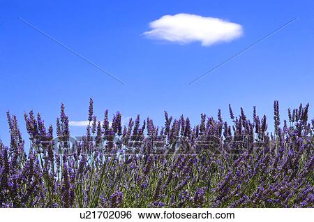 Stock Photograph - Lavender Field, France, Plateau De Valensole, Provence-Alpes-Cote d'Azur. Fotosearch