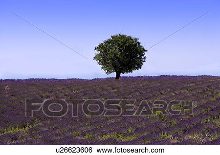 Stock Photograph - Lavender Field, France, Plateau De Valensole, Provence-Alpes-Cote d'Azur. Fotosearch