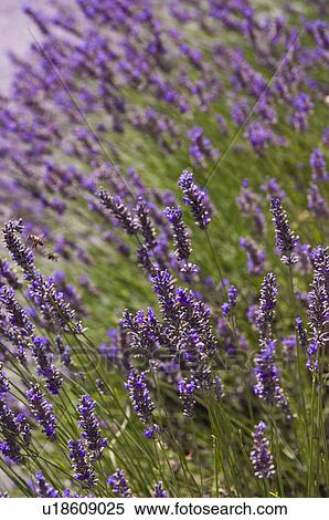 Stock Photography - Lavender Field, France, Plateau De Valensole, Provence-Alpes-Cote d'Azur. Fotosearch