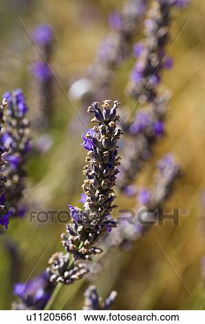 Stock Image - Lavender, France, Plateau De Valensole, Provence-Alpes-Cote d'Azur. Fotosearch