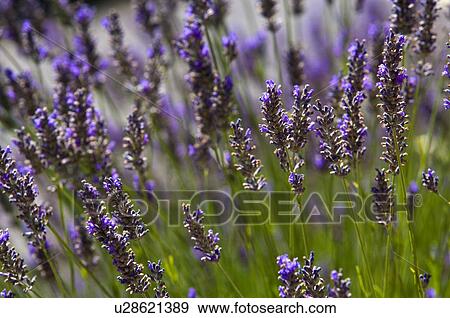 Stock Photo - Lavender, France, Plateau De Valensole, Provence-Alpes-Cote d'Azur. Fotosearch