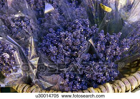 Lavender in bucket View Large Photo Image Stock Photography - Lavender in bucket. Fotosearch
