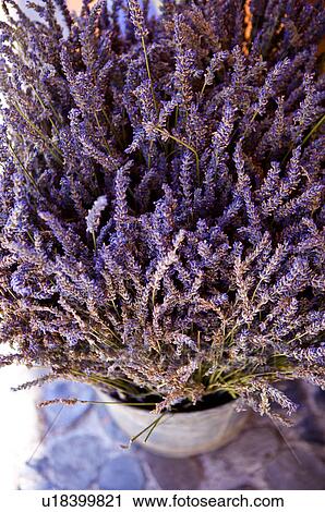 Lavender in pot View Large Photo Image Stock Image - Lavender in pot. Fotosearch