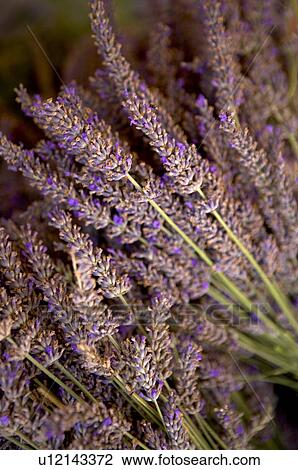 Lavender View Large Photo Image Stock Image - Lavender. Fotosearch