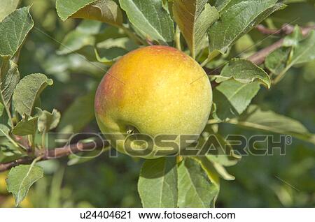 An apple hanging on tree, France View Large Photo Image Stock Image - An apple hanging on tree, France. Fotosearch