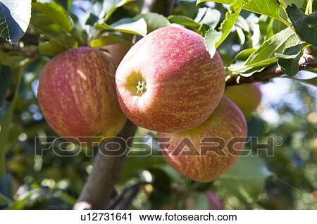 Apple Tree, Apple, France View Large Photo Image Stock Image - Apple Tree, Apple, France. Fotosearch