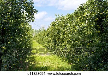 Apple Tree Field in France View Large Photo Image Picture - Apple Tree Field in France. Fotosearch
