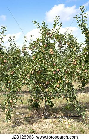 Apple Tree in the Field, France View Large Photo Image Stock Image - Apple Tree in the Field, France. Fotosearch