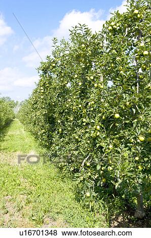 Stock Photo - Apple Tree in the Field, France. Fotosearch