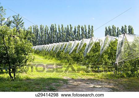 Apple Tree in the Field, France View Large Photo Image Stock Photo - Apple Tree in the Field, France. Fotosearch