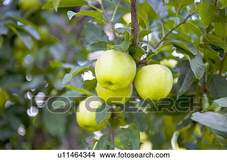 Apples hanging on tree, France View Large Photo Image Picture - Apples hanging on tree, France. Fotosearch
