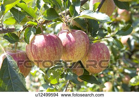 Apples hanging on tree, France View Large Photo Image Picture - Apples hanging on tree, France. Fotosearch