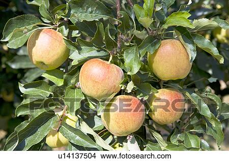 Apples hanging on tree, France View Large Photo Image Picture - Apples hanging on tree, France. Fotosearch