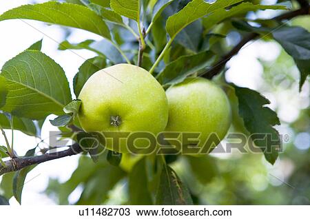 Apples hanging on tree, France View Large Photo Image Stock Image - Apples hanging on tree, France. Fotosearch
