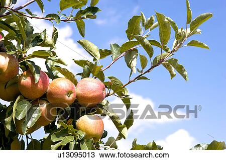 Stock Image - Apples hanging on tree, France. Fotosearch
