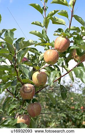 Apples hanging on tree, France View Large Photo Image Stock Image - Apples hanging on tree, France. Fotosearch