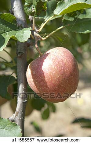 Apples hanging on tree, France View Large Photo Image Stock Photo - Apples hanging on tree, France. Fotosearch
