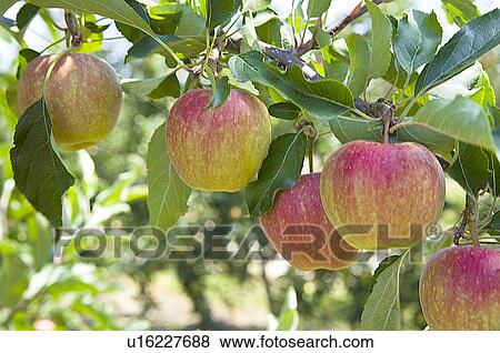 Apples hanging on tree, France View Large Photo Image Stock Photo - Apples hanging on tree, France. Fotosearch