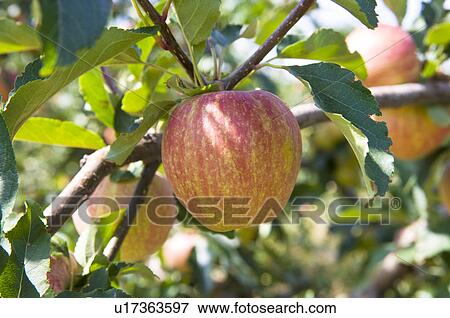 Apples hanging on tree, France View Large Photo Image Stock Photo - Apples hanging on tree, France. Fotosearch