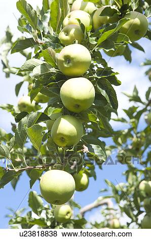 Stock Photo - Apples hanging on tree, France. Fotosearch