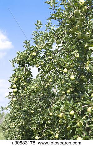 Apples hanging on tree, France View Large Photo Image Stock Photo - Apples hanging on tree, France. Fotosearch