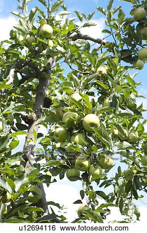 Apples hanging on tree, France View Large Photo Image Stock Photograph - Apples hanging on tree, France. Fotosearch