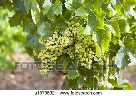 Grapes on vine, France View Large Photo Image Stock Image - Grapes on vine, France. Fotosearch