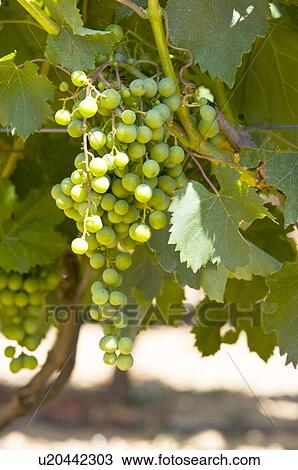 Grapes on vine, France View Large Photo Image Stock Image - Grapes on vine, France. Fotosearch
