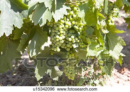 Grapes on vine, France View Large Photo Image Stock Photograph - Grapes on vine, France. Fotosearch