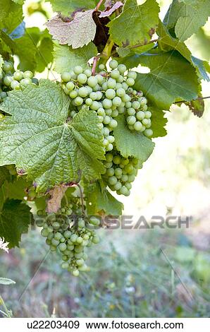 Grapes on vine tree in France View Large Photo Image Stock Photo - Grapes on vine tree in France. Fotosearch