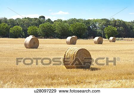 Hay in the Field, France View Large Photo Image Stock Photo - Hay in the Field, France. Fotosearch