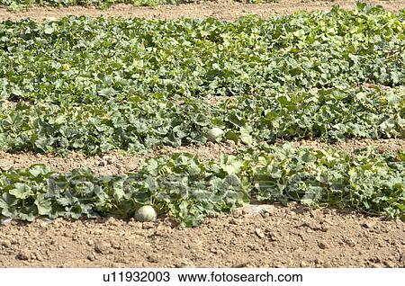 Melon in France View Large Photo Image Stock Image - Melon in France. Fotosearch