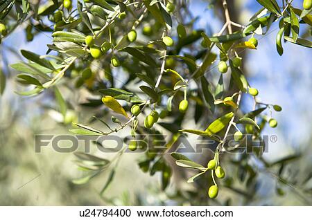 Olive on Tree, France View Large Photo Image Stock Image - Olive on Tree, France. Fotosearch