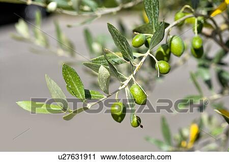 Olive on Tree, France View Large Photo Image Stock Image - Olive on Tree, France. Fotosearch