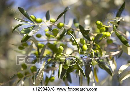 Stock Photo - Olive on Tree, France. Fotosearch