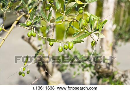 Olive on Tree, France View Large Photo Image Stock Photo - Olive on Tree, France. Fotosearch
