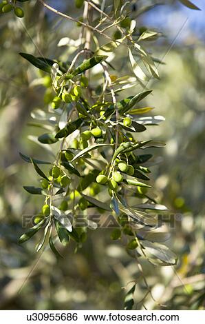 Stock Photograph - Olive on Tree, France. Fotosearch