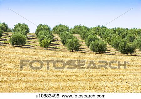 Olive Tree Field in France View Large Photo Image Stock Photography - Olive Tree Field in France. Fotosearch