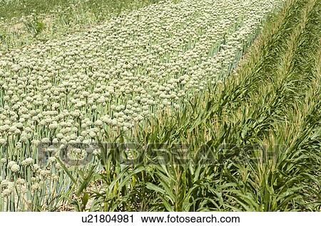Stock Image - Onion Flower and Corn Field in France. Fotosearch