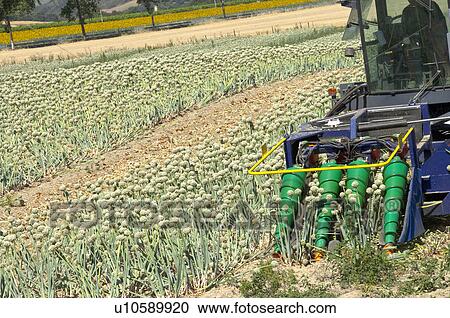 Onion Flower Field in France View Large Photo Image Stock Image - Onion Flower Field in France. Fotosearch